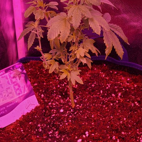 Vanna growlog timeline photo
