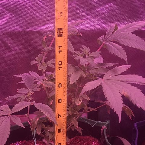 Vanna growlog timeline photo