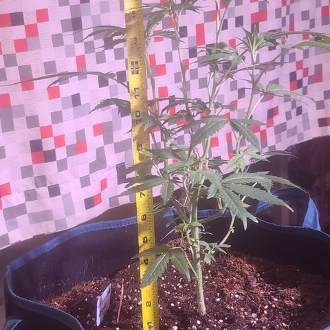 Ashoka Tano ( Snips) growlog timeline photo