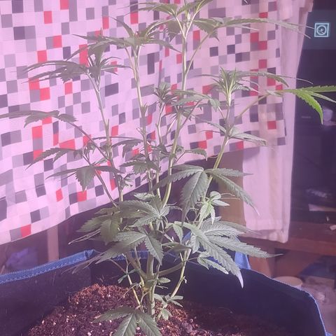 Ashoka Tano ( Snips) growlog timeline photo