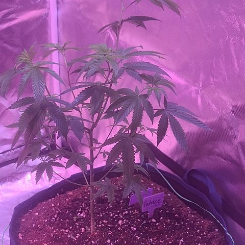 Patrice growlog timeline photo