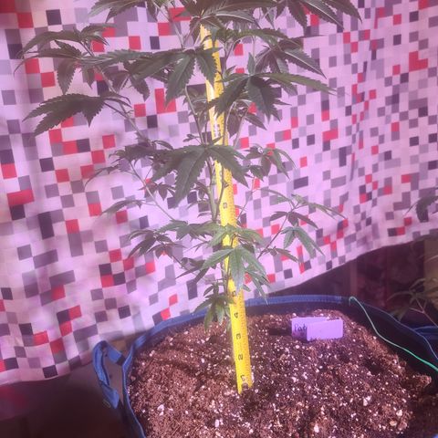 Patrice growlog timeline photo