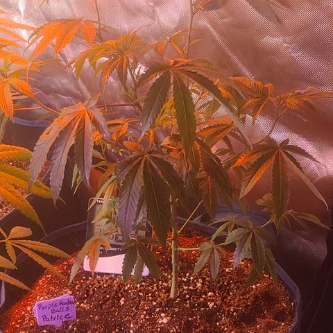 Patrice growlog timeline photo