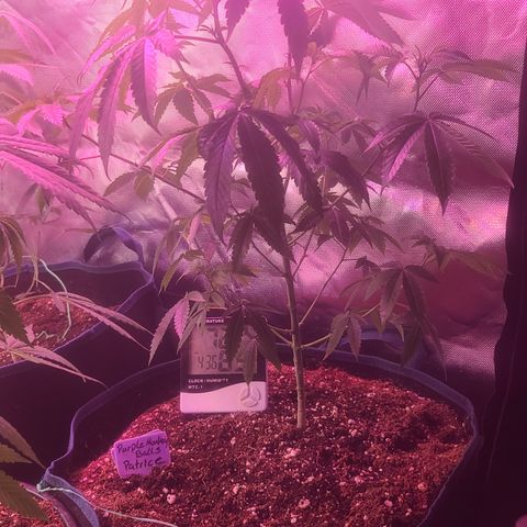 Patrice growlog timeline photo