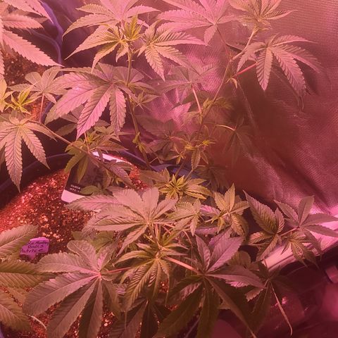 Patrice growlog timeline photo