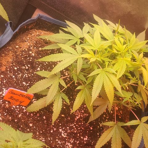 Zoey growlog timeline photo