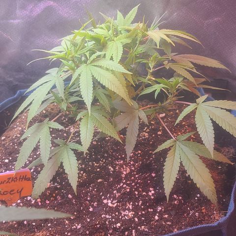 Zoey growlog timeline photo