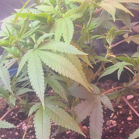Zoey growlog timeline photo
