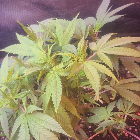 Zoey growlog timeline photo