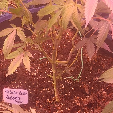 Ashoka Tano ( Snips) growlog timeline photo