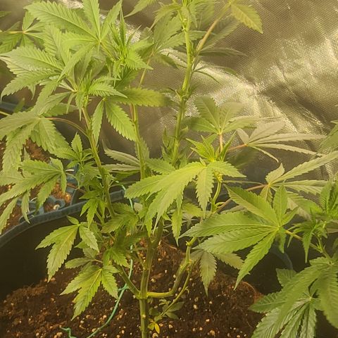 Ashoka Tano ( Snips) growlog timeline photo