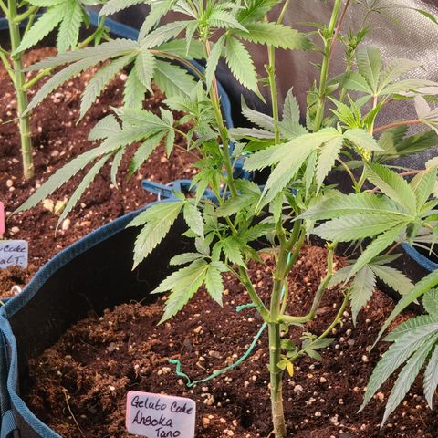 Ashoka Tano ( Snips) growlog timeline photo