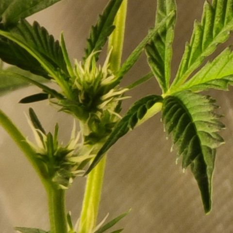 Ashoka Tano ( Snips) growlog timeline photo