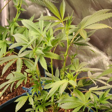 Ashoka Tano ( Snips) growlog timeline photo