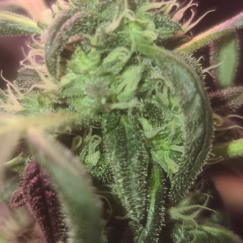 Ashoka Tano ( Snips) growlog timeline photo