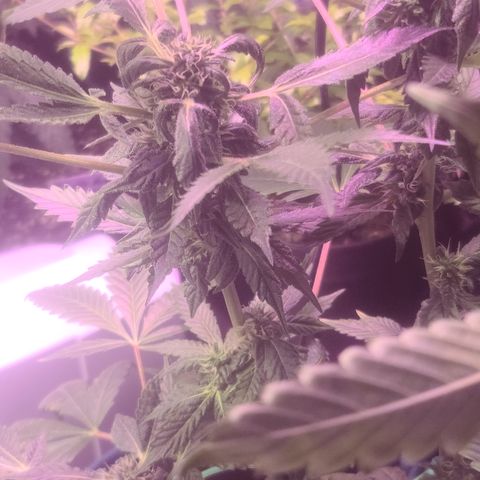 Ashoka Tano ( Snips) growlog timeline photo