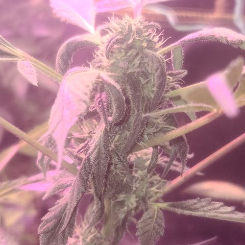 Ashoka Tano ( Snips) growlog timeline photo