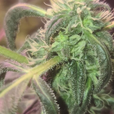 Ashoka Tano ( Snips) growlog timeline photo