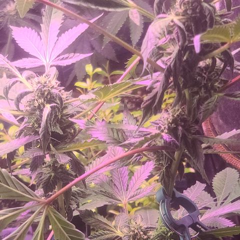 Ashoka Tano ( Snips) growlog timeline photo