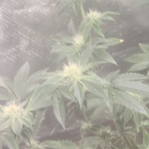 Patrice growlog timeline photo