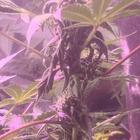 Ashoka Tano ( Snips) growlog timeline photo
