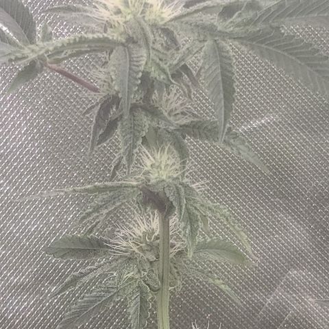 Patrice growlog timeline photo