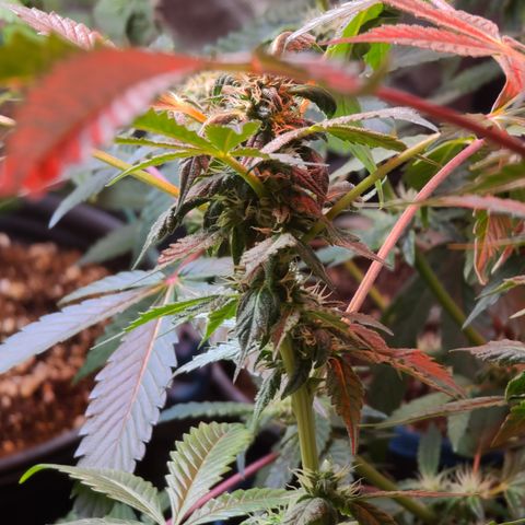 Ashoka Tano ( Snips) growlog timeline photo