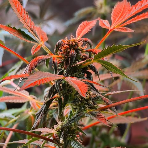 Ashoka Tano ( Snips) growlog timeline photo