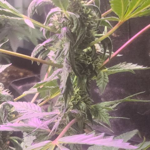 Ashoka Tano ( Snips) growlog timeline photo