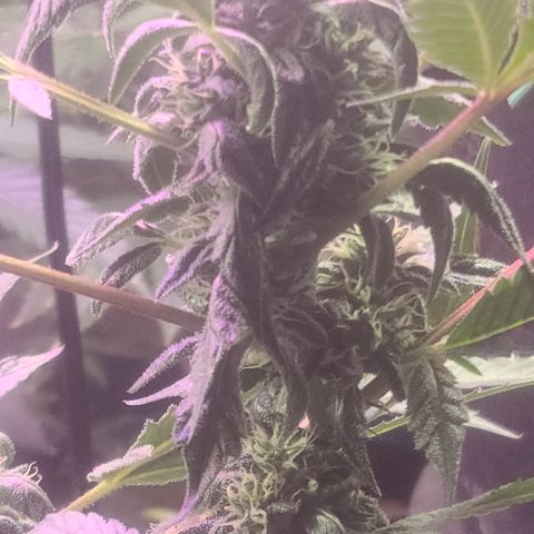 Ashoka Tano ( Snips) growlog timeline photo