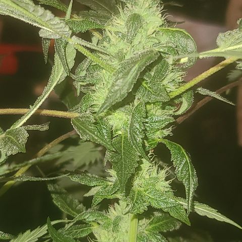 Ashoka Tano ( Snips) growlog timeline photo