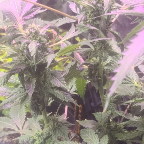 Ashoka Tano ( Snips) growlog timeline photo