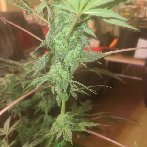 Ashoka Tano ( Snips) growlog timeline photo