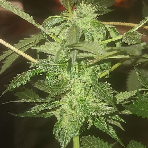 Ashoka Tano ( Snips) growlog timeline photo