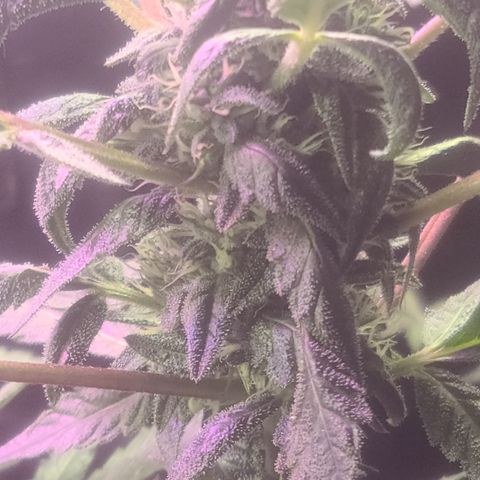 Ashoka Tano ( Snips) growlog timeline photo