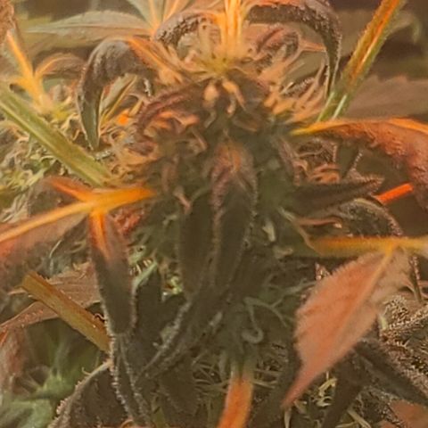 Ashoka Tano ( Snips) growlog timeline photo