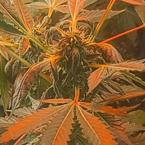 Ashoka Tano ( Snips) growlog timeline photo