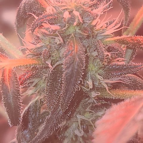 Ashoka Tano ( Snips) growlog timeline photo