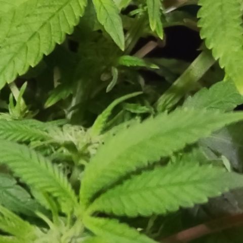 Zoey growlog timeline photo