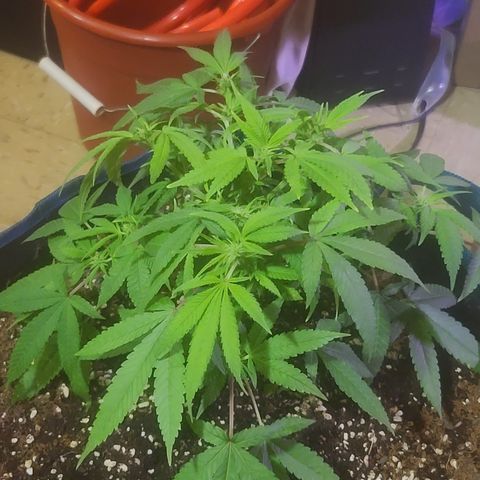 Zoey growlog timeline photo