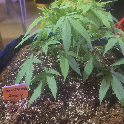 Zoey growlog timeline photo