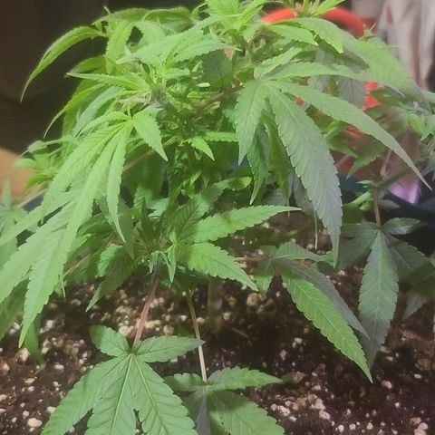 Zoey growlog timeline photo