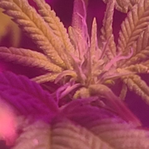 Zoey growlog timeline photo