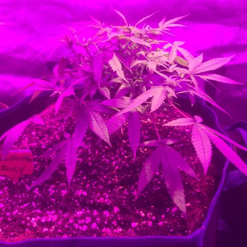 Zoey growlog timeline photo