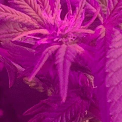 Zoey growlog timeline photo