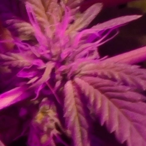 Zoey growlog timeline photo