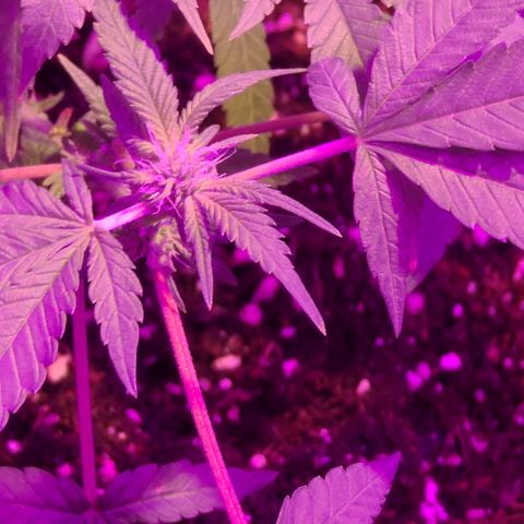 Zoey growlog timeline photo
