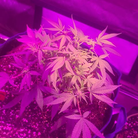 Zoey growlog timeline photo