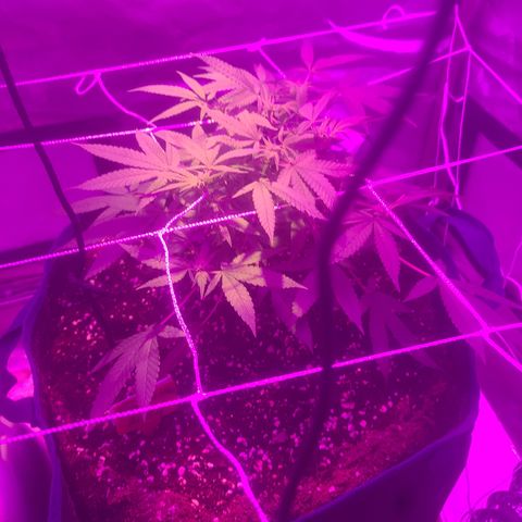 Zoey growlog timeline photo