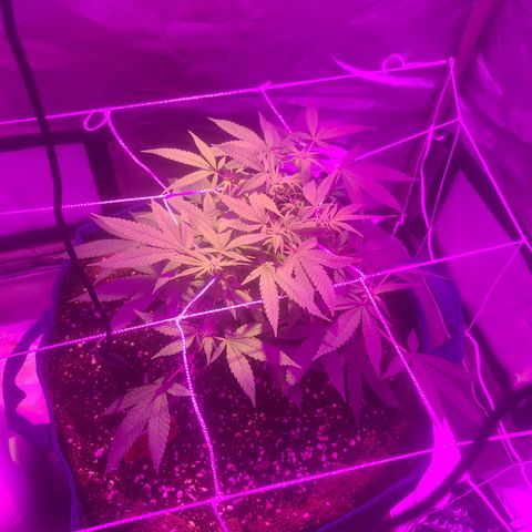 Zoey growlog timeline photo